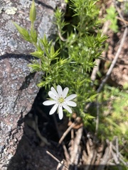 Stellaria pungens