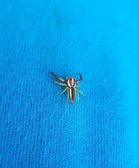 Epocilla