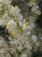 Hakea sericea