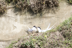 Sterna striata striata