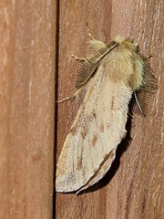Ptilophora plumigera