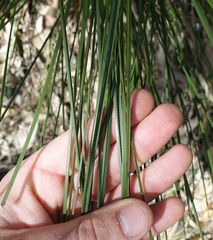 Xanthorrhoea minor lutea