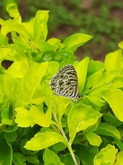 Leptotes plinius