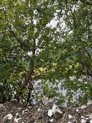 Populus