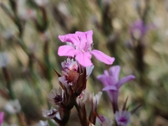 Acantholimon acerosum