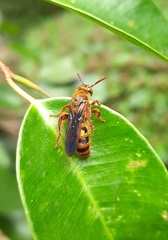 Phalerimeris madurensis