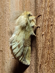 Ptilophora plumigera