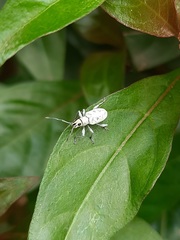 Myllocerus undecimpustulatus