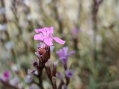Acantholimon acerosum