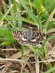 Spialia galba