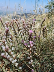 Acantholimon acerosum