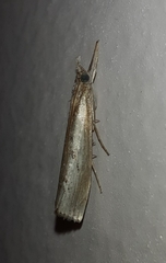 Agriphila geniculea