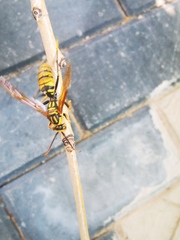 Polistes rothneyi