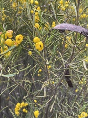 Senna artemisioides
