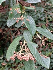 Cotoneaster coriaceus