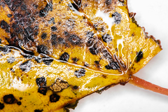 Paracercosporidium microsorum