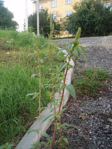 Amaranthus powellii iNat (1)