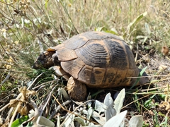 Testudo graeca