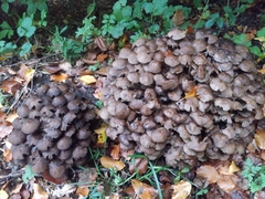 Coprinopsis romagnesiana