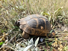 Testudo graeca