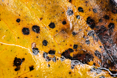 Paracercosporidium microsorum