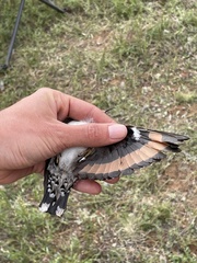 Daphoenositta chrysoptera