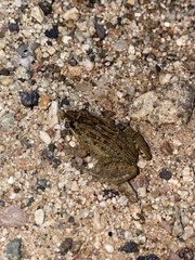 Leptodactylus melanonotus