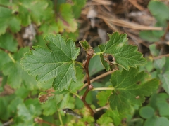 Physocarpus monogynus