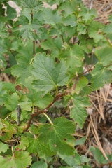 Physocarpus monogynus