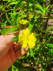 Hibbertia cuneiformis