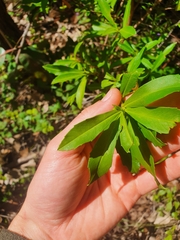 Hibbertia cuneiformis