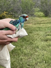 Barnardius zonarius barnardi