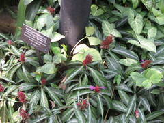 Porphyrocoma pohliana