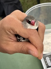 Stagonopleura guttata