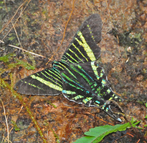 Urania Swallowtail Moth