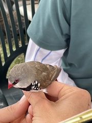 Stagonopleura guttata