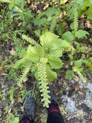 Perilla