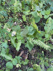 Perilla