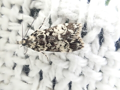 Scoparia exhibitalis