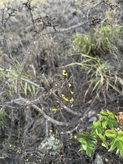 Wikstroemia phillyreifolia