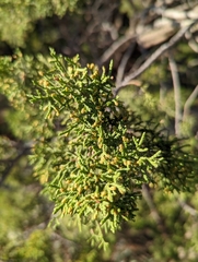 Juniperus monosperma