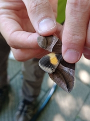 Bastilla fulvotaenia