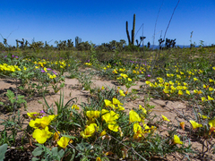Eulobus sceptrostigma