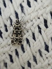 Scoparia exhibitalis