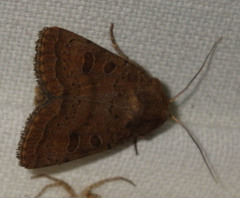 Hoplodrina octogenaria