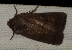 Hoplodrina octogenaria