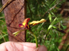 Diuris orientis