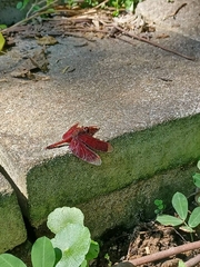 Neurothemis taiwanensis