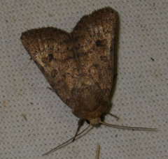 Hoplodrina octogenaria