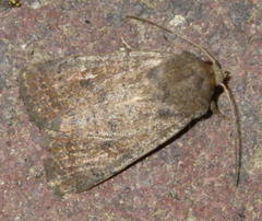 Hoplodrina octogenaria